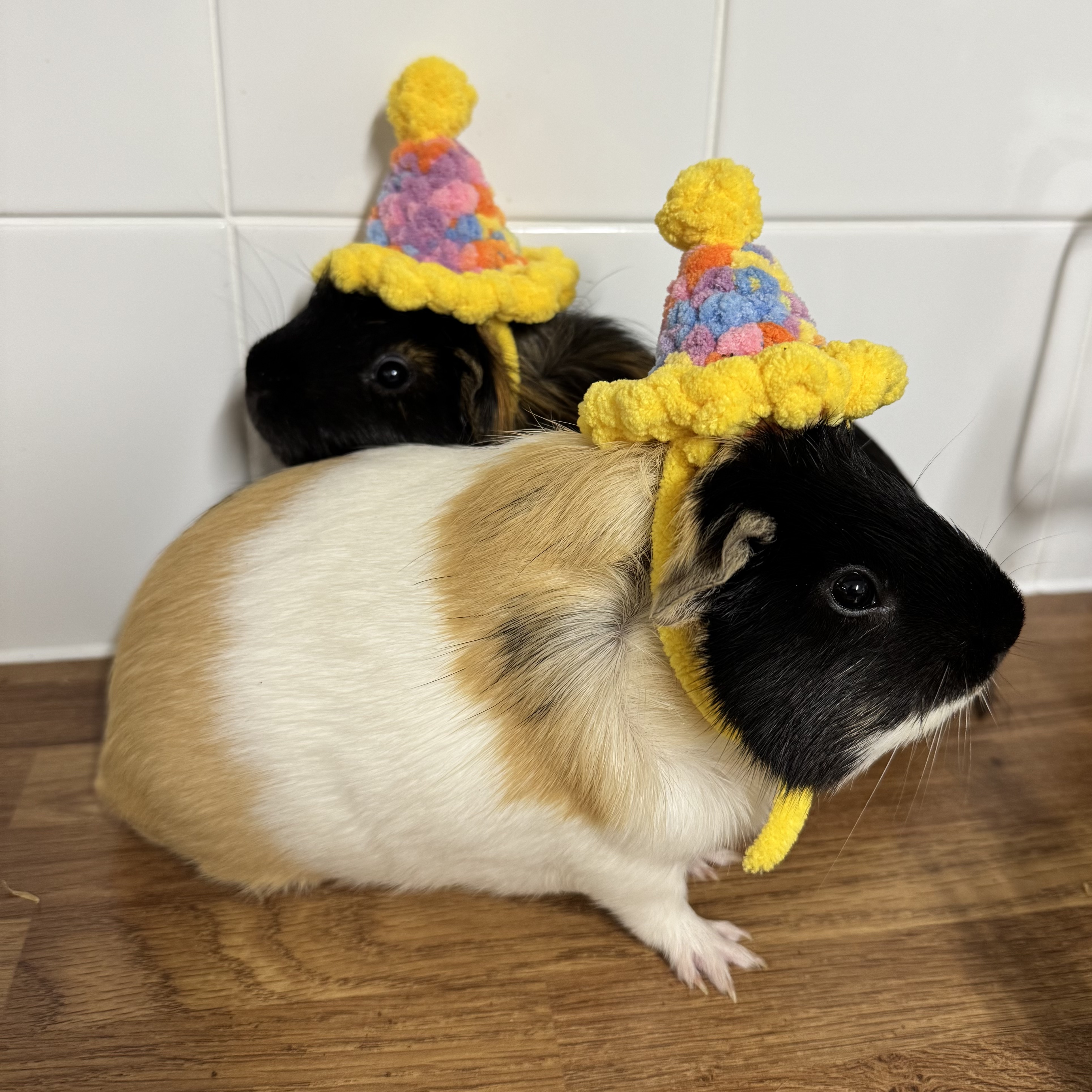 cutest guinea pigs ever